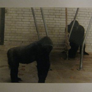 Kumba and Baffia in the old ape house c1980.
