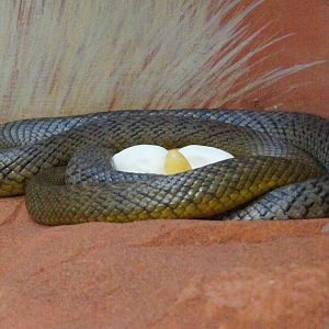 Inland taipan on eggs