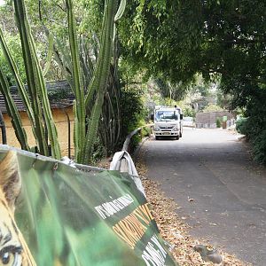 Sumatran Tiger Adventure progress