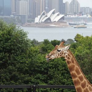 Giraffe and Opera House