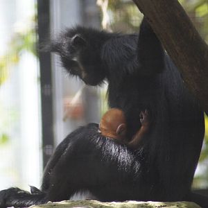 Meili and baby Nangua