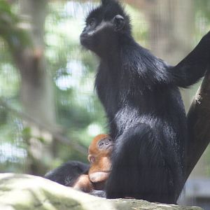 Meili and baby Nangua