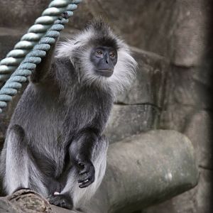 Indo-Chinese silver langur