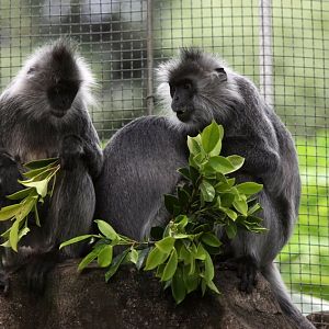 Indo-Chinese silver langur