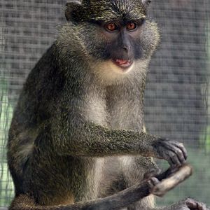 Allen swamp monkey