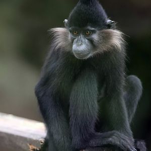 Black-crested mangabey