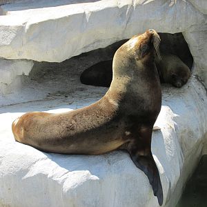 south american fur seal BA zoo
