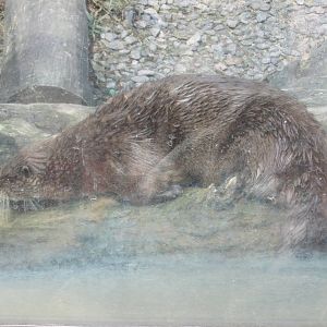 southern neotropical otter BA zoo