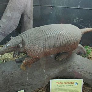 mounted giant armadillo BA zoo
