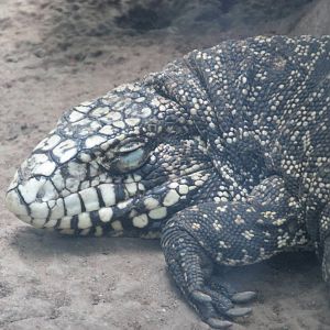 argentine tegu BA zoo