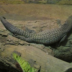 spiny tailed monitor BA zoo