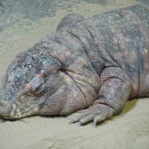 red tegu BA zoo