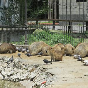 capibaras BA zoo