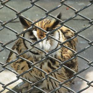 striped owl BA zoo