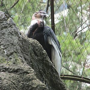 condor BA zoo