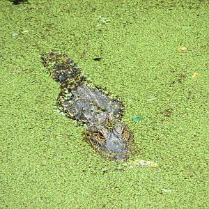 broad nosed caiman BA zoo