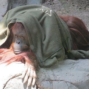 Sandra a non human person with a habeas corpus who is also an orangutan who