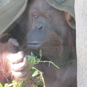 Sandra a non human person with a habeas corpus who is also an orangutan who