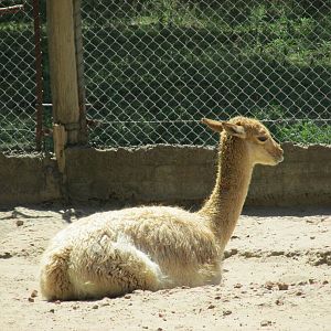 juvenile vicu?a BA zoo