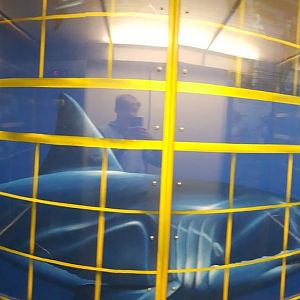Nov. 2015 - Main Elevator Shark Cage Mural