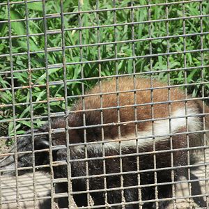 amazon hog nosed skunk