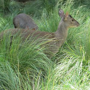 grey brocket buenos aires zoo
