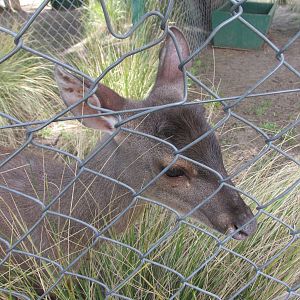 grey brocket buenos aires zoo