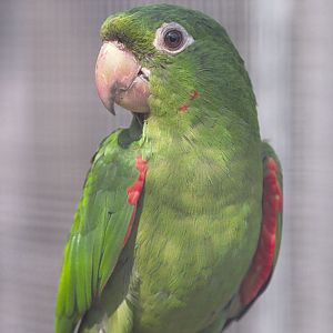 Cuban conure 1981