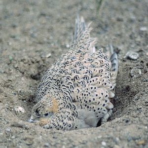 Pallas's sandgrouse 1986