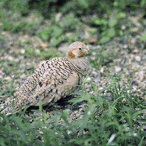 Pallas's sandgrouse 1986