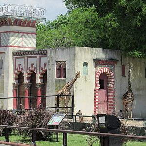reticulated giraffes BA zoo