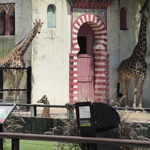 reticulated giraffes BA zoo