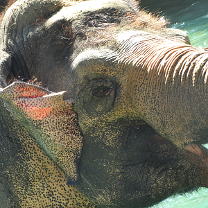 Aug. 2015 - Elephant Reserve - Schottzie