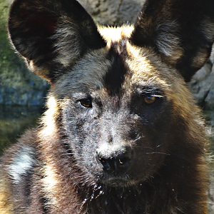 Aug. 2015 - Africa - African Painted Dog