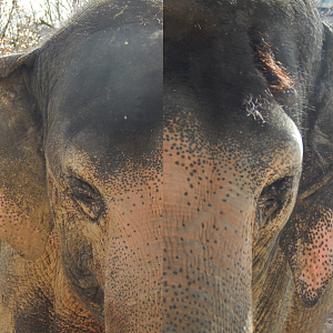 Mar. 2015 - Elephant Reserve - Jati + Schottzie