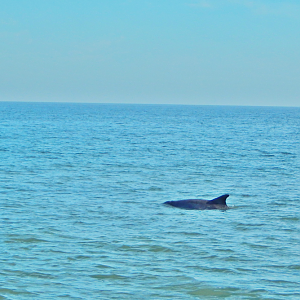 Dec. 2014 - Hilton Head Island