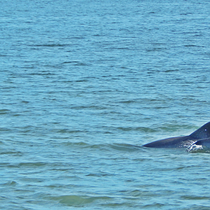 Dec. 2014 - Hilton Head Island