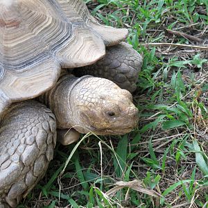 Sulcata