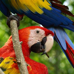 Red Macaw Free