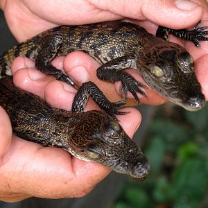 Baby Crocs