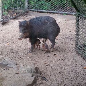 Baby Pecari