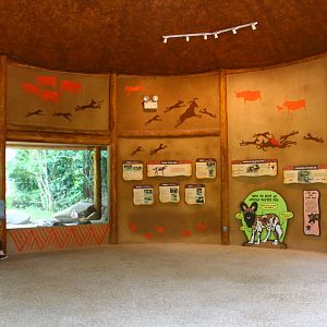 Wild Africa - African Painted Dog exhibit