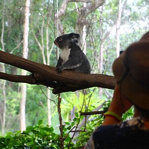 Koala Farewell