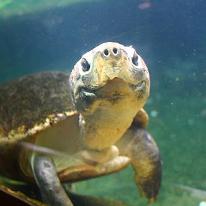Malaysian Giant Turtle