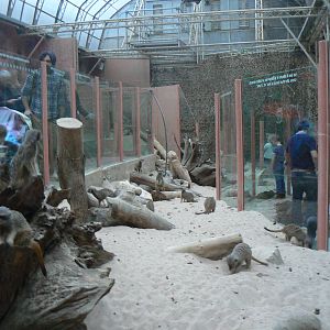 View of Recently Refurbished Meerkat Enclosure - 28 November 2015