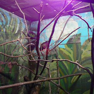 View of Part of the New Nicobar Pigeon Enclosure - 28 November 2015