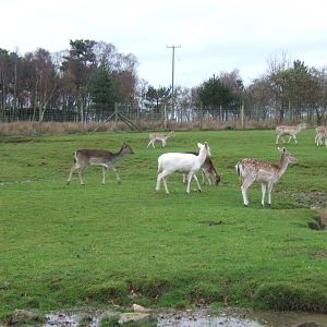 European Fallow deer in 3 different colour morphs