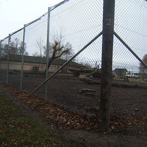 View of new Lion holding cage