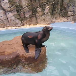Californian Sealion