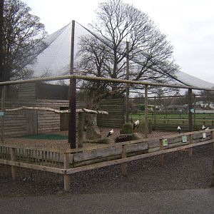 European White Stork Aviary
